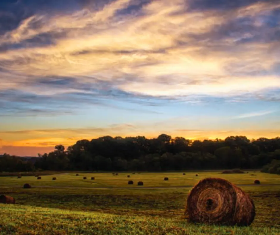 white house hay field