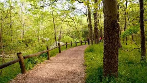 winding dirt road in rockvale, Tennessee